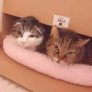 ドンとウォーリーの画像