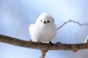 シマshopの画像