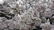 sakurasaku18の画像