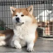 ヤマオトコの画像