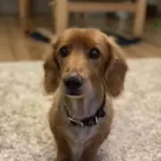 YASU