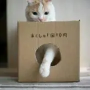 猫じゃらしの画像
