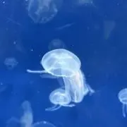 かふぇおれ -8/7-15発送不可-の画像