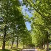 Yの画像