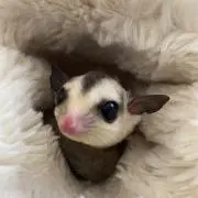 わたあめ