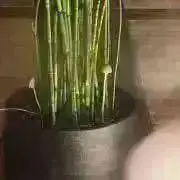 まのの画像