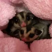 姫mama