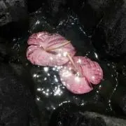 よにゃの画像