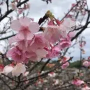 ユズ