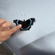 みくちの画像