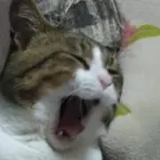 メグの画像