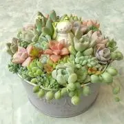 さとの画像