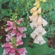 ジキタリスの画像