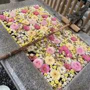 sakura