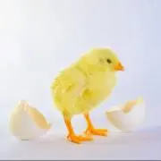 ひよこ
