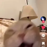 yamaの画像
