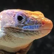 さわだ