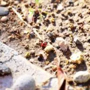 NS2822［購入時はプロフ確認！！］の画像