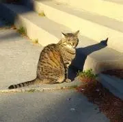 あすかの画像