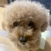 アンジュ