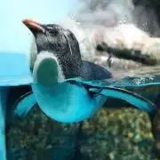 はりー*の画像