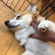 Masa 221の画像