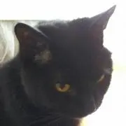 ミィの画像