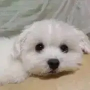 ちょろすけの画像