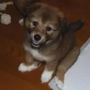 ノン