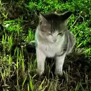やなのまやはかの画像