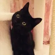 チョコの画像