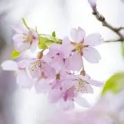 TOMAMA