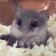 いちご