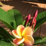 Hanaの画像