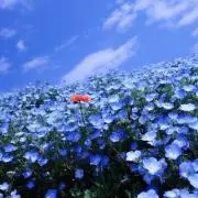 andyficcの画像