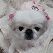 エルちゃんの画像