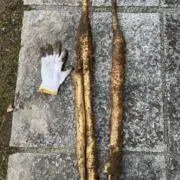 ハゲ丸の画像