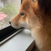 tmiks619の画像