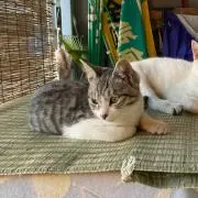 ももの画像
