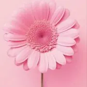 かぼすの画像