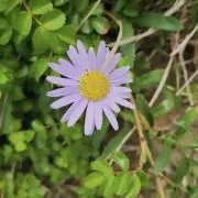 ぽぽの画像