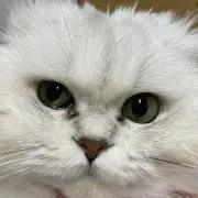 べんつの画像