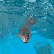 もんの画像