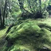 Champiの画像