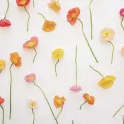 Bebeの画像