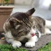 。の画像
