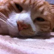 よよの画像