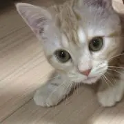 リンの画像