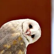 ふくろうの画像