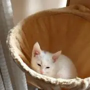 ねこ様大好きの画像